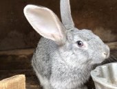 Продам заяца в Великом Новгороде, Кролики, кроликов по 300/шт 2 серых и 1 белый