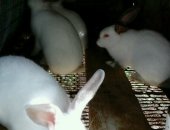 Продам заяца в Дондуковской, Кролики 200р/мес