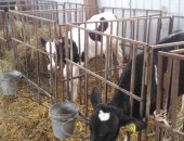 Продам корову в Туле, тся телята с Фермерского хозяйства, Бычки и телочки мясной породы