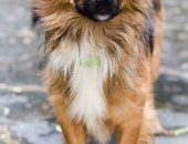 Продам собаку в Москве, Знакомьтесь- Очаровательный Рыжик-Чижик, 1, 5-2года, отдается в