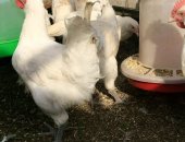 Продам с/х птицу в Ильинское, Бресс Гальские петух и 8 курочек, Петух и восемь курочек