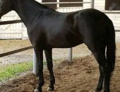 Продам лошадь в Черкесске, Жеребец Карачаевской породы Тархан 3года исполнилось в июне
