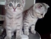 Продам британская, самец в Кирове, Красивые котята девочки, рождены 26, 05, 2018
