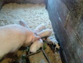 Продам свинью в Тюмени, Поросята, поросят родились 09, 07, 18 Деревня Патрушева находятся