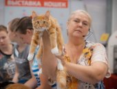 Продам мейн-кун, самец в Москве, тся котенок шоу -класс, БЭСТ WCF в котятах Джессика,