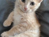 Продам кошку, самка в Лобни, Дарим рыжую девочку, около 3, 5 месяцев, Была выброшена