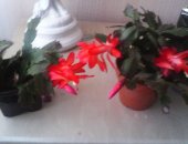 Продам комнатное растение в Санкт-Петербурге, Цветущий декабрист, цветок в горшке