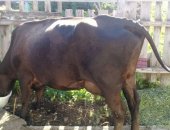 Продам в Улукулеве, Срочно молодую корову в связи с переездом в город, Удой около