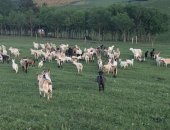 Продам козу в Кисловодске, срочно! тся козы, породы разные : Зааненские Молочные