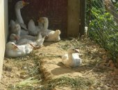 Продам с/х птицу в Кашире, Птички разные и их цыплята, Куры, индюки, утки, гуси, цесарки