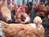 Продам яица в Раменское, Цыплята голошейки мясо-яичная порода на развод и мясо яйцо