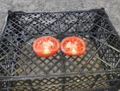 Продам овощи в Кропоткине, ТСЯ отличные розовые помидоры для еды и на томат от 100 кг