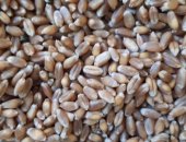 Продам корм для грызунов в Кропоткине, Пшеница, пшеницу, Урожай 2018г, Самовывоз п