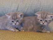 Продам шотландская, самец в Томске, Шотландские котята, Готовятся к продаже котята