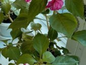 Продам комнатное растение в Шарыпове, Цветы с горшком, 1, Фиалка сиреневая, 2, Каланхоэ