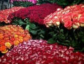 Продам комнатное растение в Волгограде, Оптово-розничный магазин продажи цветов "La