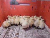 Продам с/х птицу в Киржаче, тся белые китайские шелковые цыплята, возраст разный, все