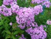 Продам комнатное растение в Перми, Флоксы, Красивые, пышно цветущие, крупные кусты Обмен