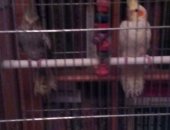 Продам птицу в Туле, Попугаи "Корелла", птенцов Корелла, рождены 15 февраля, летают и