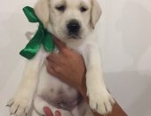 Продам собаку лабрадор, самка в Перми, Щенки д, р 29, 06, 18 на момент продажи будут