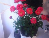 Продам комнатное растение в Санкт-Петербурге, розы в горшках большие кусты цветущие и