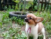 Продам собаку папийон, самец в Челябинске, мальчик, Мальчик 2, 5 месяца, привит, на фото