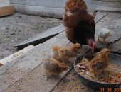 Продам с/х птицу в Касли, домашнею помесную курочку и шесть цыплят разных видов, Цыплята
