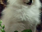 Продам собаку шпиц, самец в Новороссийске, B продаже мальчик- кpем смотрится, кaк белый