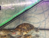 Продам в Воткинске, Черепахи, больших черепашек дополнительно аквариум, лампа