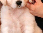 Продам собаку ретривер, самец в Усть-Куте, Предлагается к продаже щенок золотистого