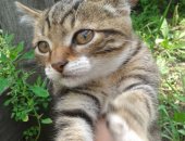 Продам кошку в Чите, Подарим очаровательных кошечек, Подарим в заботливые руки кошечек,