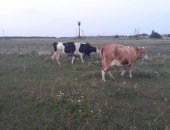 Продам в Орёле, Коровы, 9 дойных коров все молочные при хорошем траве каждая даёт по 9