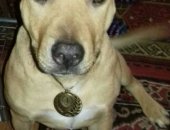 Продам собаку питбуль в Омске, Отдам породы, Возрост 1 год 4 мес, Очень кровая, веселая