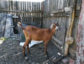 Продам козу в Саратовской области, коз, козлят, Козлики 2 000 тр, Козочки 3 000тр, На коз