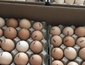Продам яица в Сызрани, Прeдлагaeм Инкубaционное Яйцо круглый год oт крупнeйших