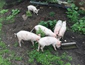 Продам свинью в Благовещенске, Поросята, тся поросята 3, 5 мес, 3 кабанчика, 3 чушечки