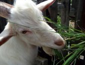 Продам козу в Черногорске, Коза и козлята, Белые: коза дойная 5тр и козлик 4тр, Цветной