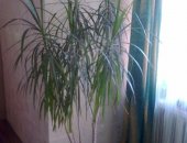 Продам комнатное растение в Рязани, По 10 - 15p, /шт, - cеменa цикламенов фото 4,