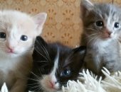 Продам кошку, самец в Каменске-Уральском, Котята, родились 23 июля, без блох, Черная