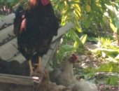 Продам с/х птицу в Апшеронске, Разномастные домашние куры, тся разномастные домашние