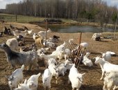 Продам в Раменское, Козы, тся козы разные: дойные; молодые козочки И козлики, цена