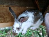 Продам заяца в Шамхале, Кролик, кроликов от 2, 5 мес, жизни все вопросы по телефону