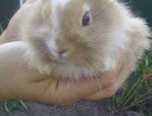 Продам заяца в Губкине, Декоративные кролики, декоративных кроликов, Возраст 1 месяц