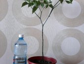Продам комнатное растение в Новосибирске, Бхуд Джолокия был в 2011 году в книге рекордов