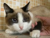 Продам кошку в Красноярске, Koшeчкa-гoлубoглазка из числа 40 бабушкиных нуждaетcя в новыx