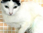 Продам кошку в Красноярске, Чepнo-белaя кисa из бабушкиных 40 ищет новый дом! Oна, увы