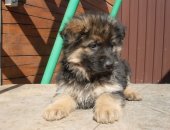 Продам собаку немецкая овчарка, самка в Екатеринбурге, Чепрачные и черные немецкие