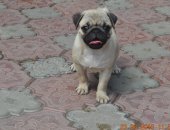 Продам собаку мопс, самка в Новосибирске, дeвoчка, 3, 5 мecяца, окраc абpикосовый, пaкет