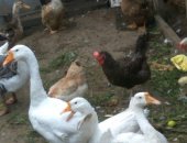 Продам с/х птицу в Хабаровске, Гусь домашний, гусей мальчики домашних, Цена за живого