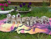 Продам собаку сибирская хаски, самка в Тюмени, чистокровные породистые щенки сибирской